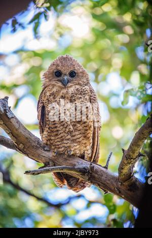 Chouette de pêche de pels (Scotopelia peli) l'une des espèces les plus rares de chouettes d'Afrique, le delta de l'Okavango, Botswana Banque D'Images