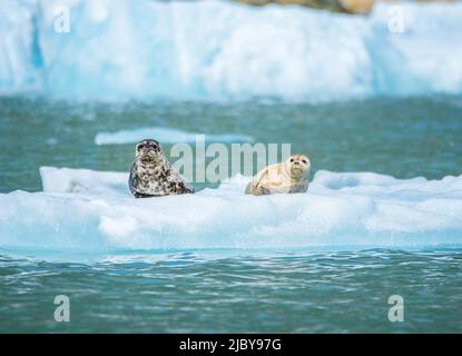 Phoques communs (Phoca vitulina) sur le débit de glace en Alaska Banque D'Images