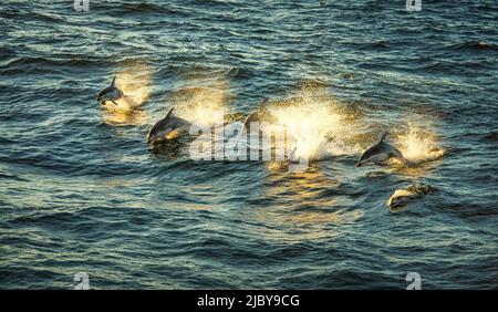 Dauphins blancs du Pacifique au coucher du soleil (Lagenorhynchus obliquidens) Banque D'Images