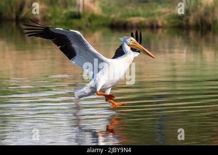 Un pélican blanc américain avec des ailes étirées et un pied abaissé prêt à atterrir sur l'eau dans un lac à Springtime. Banque D'Images