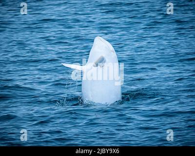Observation dans la baie de Monterey, « Casper », dauphin Risso blanc ou lucitique (Grampus griseus), réserve marine nationale de la baie de Monterey, Océan Pacifique, Californie Banque D'Images