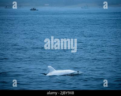 Observation dans la baie de Monterey, « Casper », dauphin Risso blanc ou lucitique (Grampus griseus), réserve marine nationale de la baie de Monterey, Océan Pacifique, Californie Banque D'Images