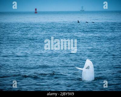 Observation dans la baie de Monterey, « Casper », dauphin Risso blanc ou lucitique (Grampus griseus), réserve marine nationale de la baie de Monterey, Océan Pacifique, Californie Banque D'Images