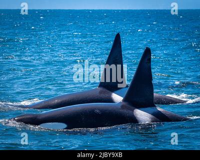 Nageoires dorsales jumelles de baleines à tueur transitoire (Orca orcinus) qui chassent dans la baie de Monterey, réserve marine nationale de la baie de Monterey, Californie Banque D'Images