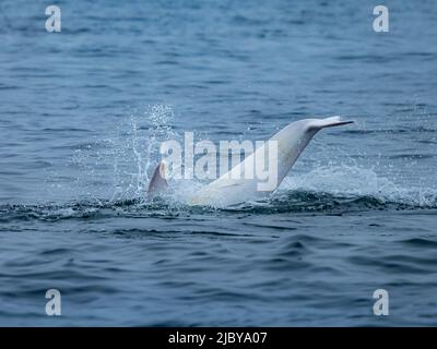 Observation dans la baie de Monterey, « Casper », dauphin Risso blanc ou lucitique (Grampus griseus), réserve marine nationale de la baie de Monterey, Océan Pacifique, Californie Banque D'Images