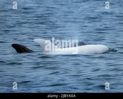 Observation dans la baie de Monterey, « Casper », dauphin Risso blanc ou lucitique (Grampus griseus), réserve marine nationale de la baie de Monterey, Océan Pacifique, Californie Banque D'Images