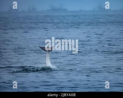 Observation dans la baie de Monterey, « Casper », dauphin Risso blanc ou lucitique (Grampus griseus), réserve marine nationale de la baie de Monterey, Océan Pacifique, Californie Banque D'Images