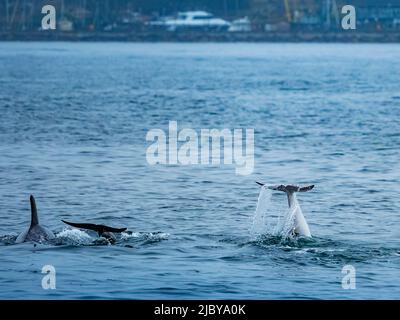 Observation dans la baie de Monterey, « Casper », dauphin Risso blanc ou lucitique (Grampus griseus), réserve marine nationale de la baie de Monterey, Océan Pacifique, Californie Banque D'Images