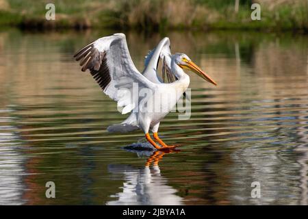 Un pélican blanc américain se touchant dans un lac, atterrissant sur ses talons et commençant à se glisser le long de l'eau. Banque D'Images