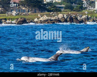 Dauphins Risso (Grampus griseus) dans la baie de Monterey, réserve marine nationale de la baie de Monterey, Océan Pacifique, Californie Banque D'Images