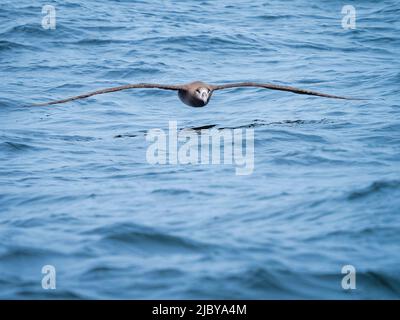 Albatros à pieds noirs (Phoebastria nigripes) en vol au-dessus de la baie de Monterey, refuge marin national de la baie de Monterey, Californie Banque D'Images