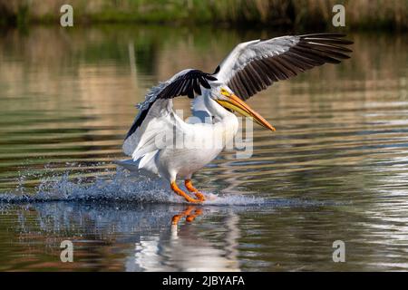 Gros plan d'un pélican blanc américain avec de belles ailes ouvertes, en traversant l'eau dans un lac, avec un sentier bouillant d'eau derrière lui. Banque D'Images