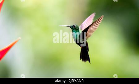 Un colibris plumeleteer se hante par les fleurs sur laquelle il se nourrit Banque D'Images