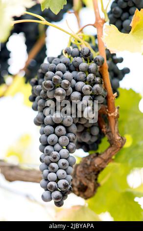 Grandes grappes de raisins violets accrochées de vignes prêtes à la récolte Banque D'Images