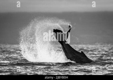 Noir et blanc, lob de queue, baleine à bosse (Megaptera novaeangliae) soulève son fluke et éclabousse l'eau, Maui, Hawaii Banque D'Images