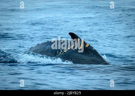 Baleine à bosse (Megaptera novaeangliae) avec une blessure en bateau, Maui, Hawaii Banque D'Images