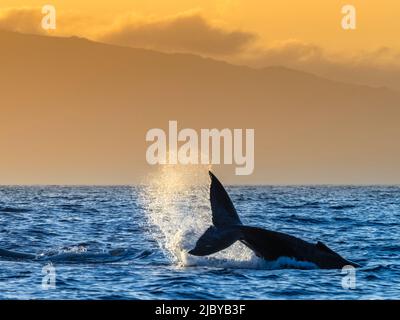 Le lob de conte, la baleine à bosse (Megaptera novaeangliae) lève son fluke au coucher du soleil, à Maui, à Hawaï Banque D'Images