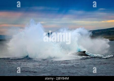 Gros splash, braconnage de la baleine à bosse (Megaptera novaeangliae), Maui, Hawaï Banque D'Images