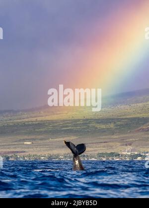 La baleine à bosse (Megaptera novaeangliae) soulève son fluke sous l'arc-en-ciel, Maui, Hawaii Banque D'Images