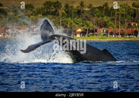 Le lob de queue, la baleine à bosse (Megaptera novaeangliae) soulève son fluke et éclabousse l'eau, Maui, Hawaii Banque D'Images