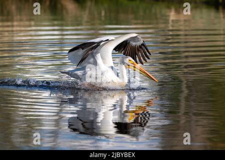 Gros plan d'un Pélican blanc américain en train de pendrir ses ailes tout en terminant un atterrissage d'eau dans un lac de Springtime réfléchissant. Banque D'Images