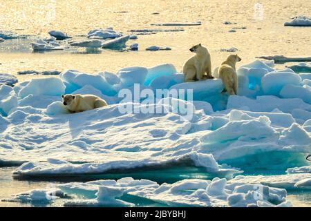 Trois ours polaires (Ursus maritimus) sur la banquise, détroit d'Hinloway, Svalbard, Norvège Banque D'Images