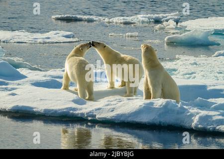 Trois ours polaires (Ursus maritimus) sur la banquise, détroit d'Hinloway, Svalbard, Norvège Banque D'Images