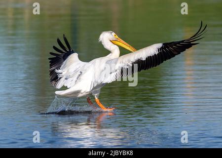 Vue arrière en gros plan d'un pélican blanc américain avec des plumes d'aile qui s'écoulent sur un lac d'eau vert et bleu. Banque D'Images