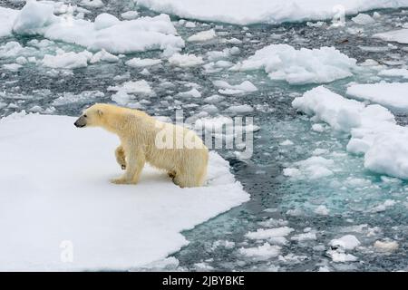 Ours polaire (Ursus maritimus) traversant les banquise, Svalbard, Norvège Banque D'Images