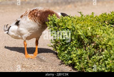 Ansbach, Allemagne. 08th juin 2022. Le canard indien Carl Friedrich August, nommé d'après l'avant-dernier margrave d'Ansbach et de sa famille, traverse le jardin d'herbes dans le jardin de la cour d'Ansbach. Trois canards de course indiens sont là pour exterminer un nombre quelconque de limaces et de chenilles de l'enboreur de buis. Les trois canards chassent des limaces dans le jardin depuis plusieurs semaines. Credit: Daniel Karmann/dpa/Alay Live News Banque D'Images