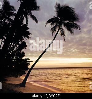 Palmiers sur la plage tropicale penchée sur la mer au coucher du soleil Banque D'Images