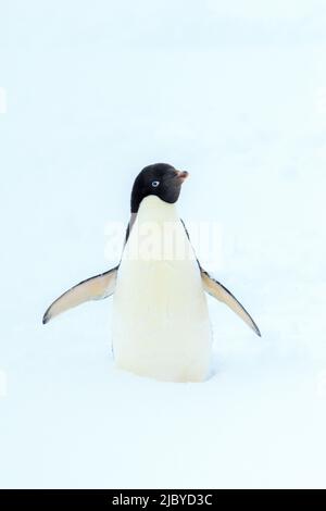 Pingouin d'Adelie (Pygoscelis adeliae) sur la neige fraîche, Antarctique Banque D'Images