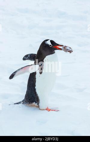 Gentoo Penguins (Pygoscelis papouasie) transportant des galets en vaisseau judiciaire, Yankee Harbour, îles Shetland du Sud, Antarctique Banque D'Images