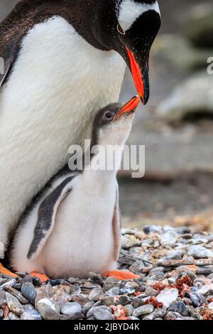 Gentoo Penguins (Pygoscelis papouasie) mère nourrissant la poussin au port de Neko sur la péninsule Antarctique, Antarctique Banque D'Images