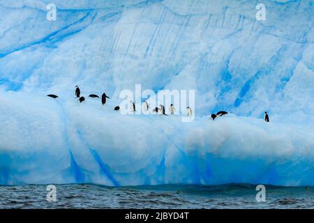 Penguins de la barque (Pygoscelis antarcticus) et d'Adelie (Pygoscelis adeliae) sur l'iceberg bleu, la baie antarctique, l'Antarctique Banque D'Images