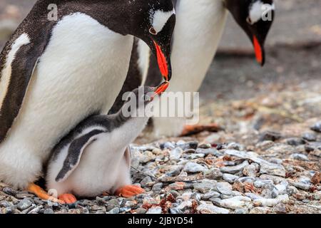 Gentoo Penguins (Pygoscelis papouasie) mère nourrissant la poussin au port de Neko sur la péninsule Antarctique, Antarctique Banque D'Images