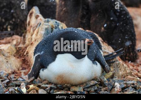 Pingouin d'Adelie (Pygoscelis adeliae) sur nid de galets sur l'île Torguson, près de Palmer Station, Antarctique Banque D'Images