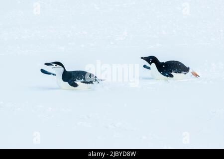 Manchot d'Adelie (Pygoscelis adeliae) chases Penguin de Chinstrap (Pygoscelis antarcticus) à Half Moon Island, îles Shetland du Sud, Antarctique Banque D'Images