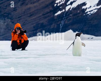 Les clients photographiant le pingouin d'Adelie (Pygoscelis adeliae) sur la banquise à Cape Well met, à l'île de Vega, en Antarctique Banque D'Images