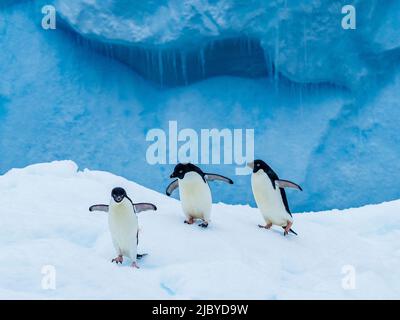 Adelie Penguins (Pygoscelis adeliae) sur l'iceberg bleu, les îles danger, l'Antarctique Banque D'Images