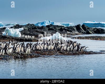 Adelie pingouins, Pygoscelis adeliae, glace de glacier, Icebergs, Brown Bluff, Péninsule Antarctique, Antarctique Banque D'Images