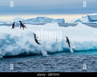 Dual Jump, glace, pingouins d'Adelie, Pygoscelis adeliae, Iles de danger, Antarctique Banque D'Images