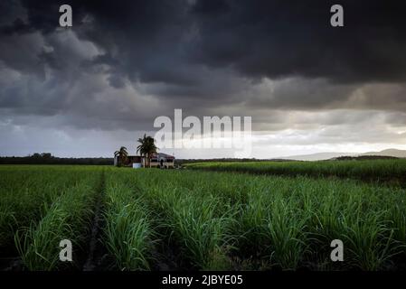 En regardant en travers de rangées de jeunes plants de canne à sucre vers le vieux Queenslander Homestead et le ciel orageux Banque D'Images