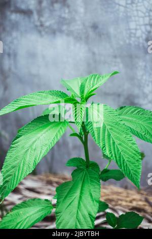 Gros plan de la plante de jute de Jute cultivée en organiquement AKA Jew's MALlow ou Nalta jute utilisée pour la cuisine saine et la médecine naturelle. Mise au point sélective. Portrai Banque D'Images