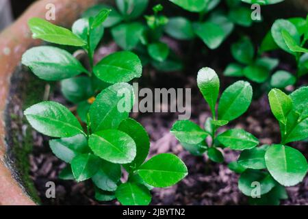Gros plan de semis de citron biologique sur pot d'argile. Mise au point sélective. Banque D'Images