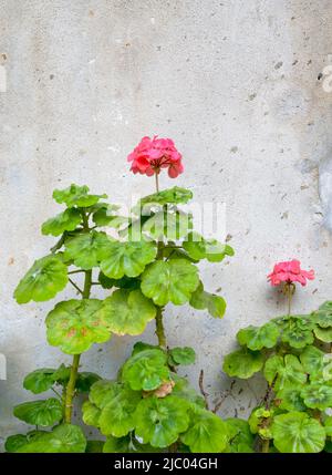 Fleurs de géranium rose poussant contre le mur d'une maison à Lisbonne, Portugal Banque D'Images