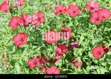 Lin Rouge Linum grandiflorum floraison dans un jardin Banque D'Images
