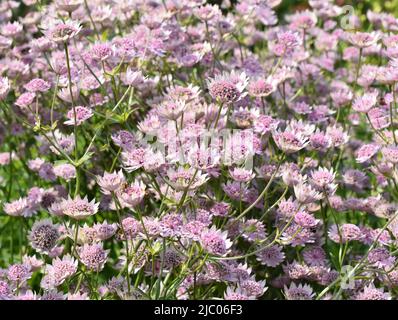 Rose grand masterwort Astrantia floraison majeure dans un parc un jour d'été Banque D'Images