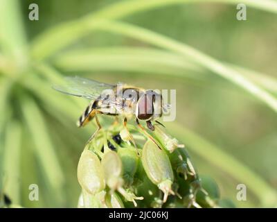 L'aéroglisseur Episyrphus balteatus assis dans la végétation Banque D'Images