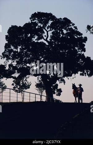 Cowboy debout à côté de son cheval par un arbre au sommet d'une colline, Texas, États-Unis Banque D'Images